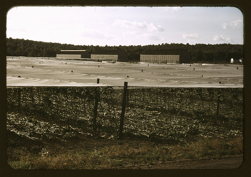 A Closer Look at Connecticut Shade-Grown Tobacco  | Daily Reader | Smokingpipes.com