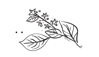 A Smoker's Guide to Palate Refinement | Daily Reader