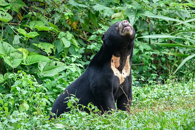 The Legend of the Sun Bears | Daily Reader