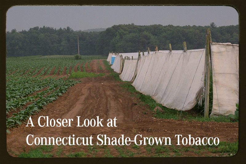 A Closer Look at Connecticut Shade-Grown Tobacco 