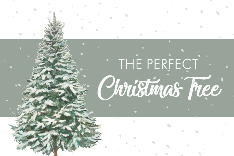 The Perfect Christmas Tree 