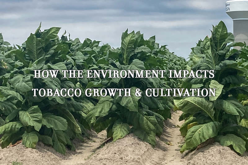 How The Environment Impacts Tobacco Growth & Cultivation | Daily Reader