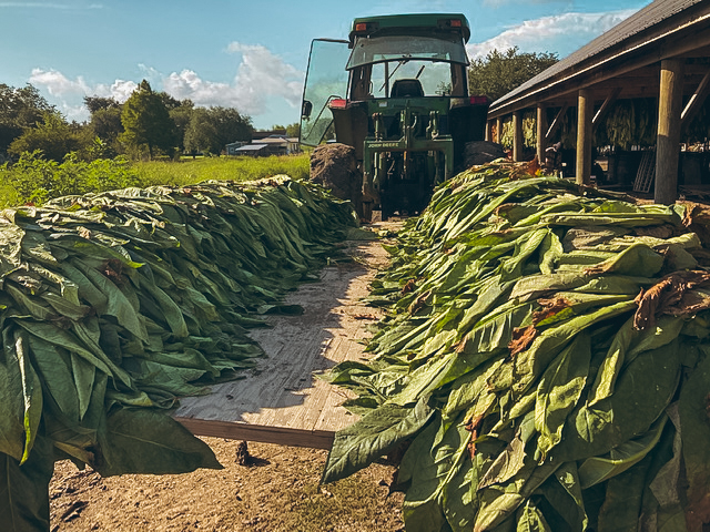 How The Environment Impacts Tobacco Growth & Cultivation | Daily Reader