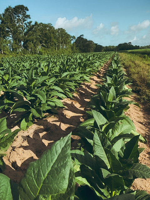 How The Environment Impacts Tobacco Growth & Cultivation | Daily Reader