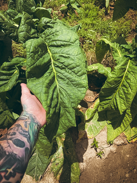 How The Environment Impacts Tobacco Growth & Cultivation | Daily Reader