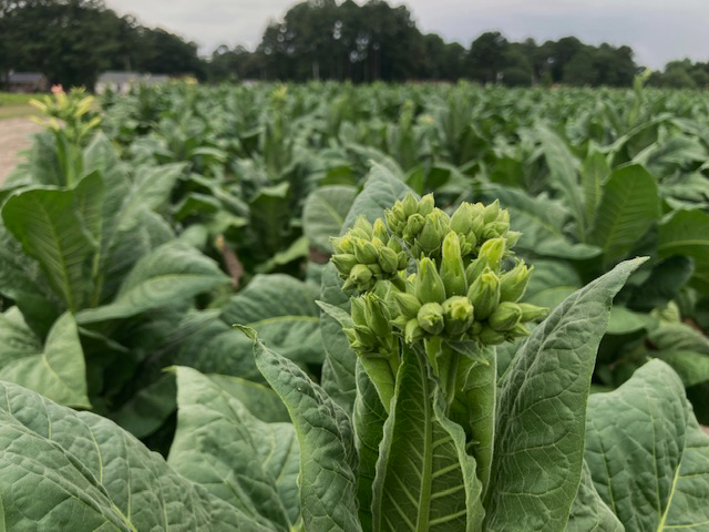 How The Environment Impacts Tobacco Growth & Cultivation | Daily Reader