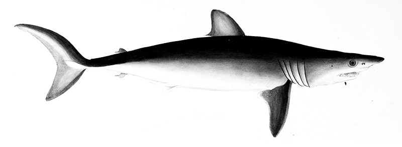 Adventurer and Pipe Smoker John Fairfax | Daily Reader