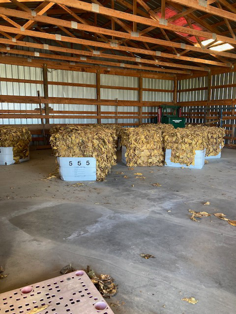 A Closer Look at Flue-Cured Tobacco | Daily Reader