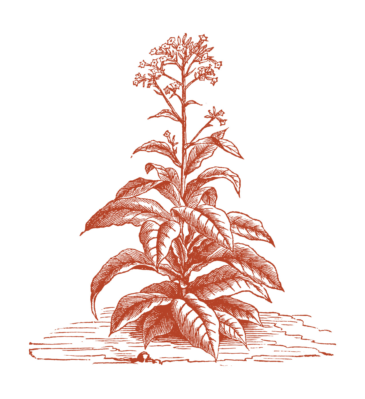 A Closer Look at Flue-Cured Tobacco | Daily Reader