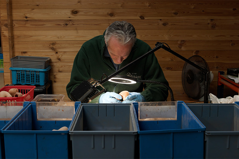 Briar Grading At Peterson with Shane Ireland & Glen Whelan | Daily Reader