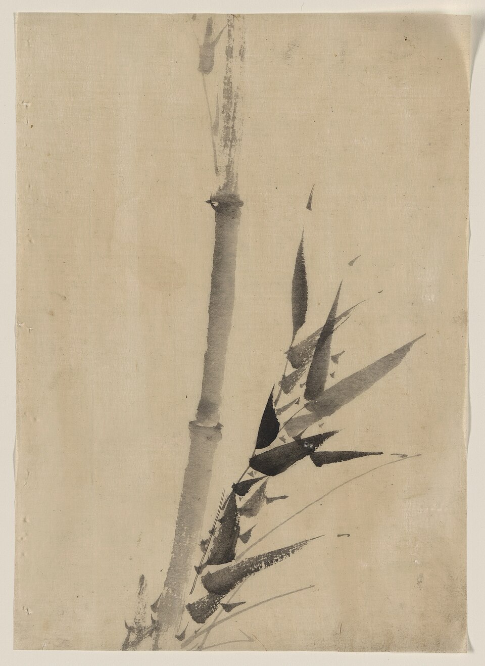 The History and Introduction of Bamboo in Pipe Making | Daily Reader