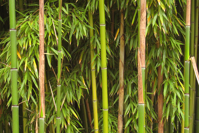 The History and Introduction of Bamboo in Pipe Making | Daily Reader
