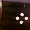 Sasieni stem logo