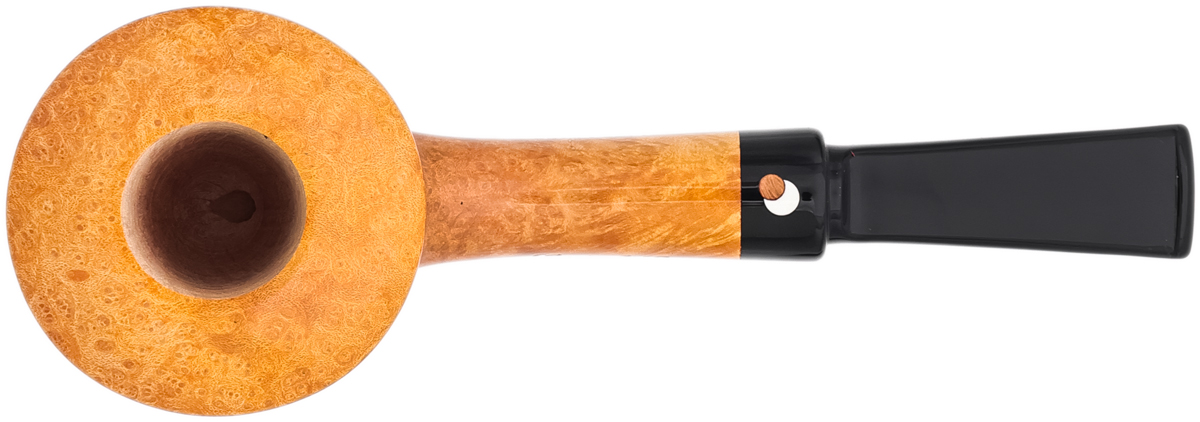 Claudio Cavicchi Smooth Rhodesian (CCC)